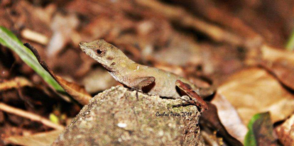 Image of Anolis macrophallus Werner 1917