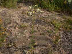 Plancia ëd Hymenothrix glandulopubescens (Waterf.) B. G. Baldwin