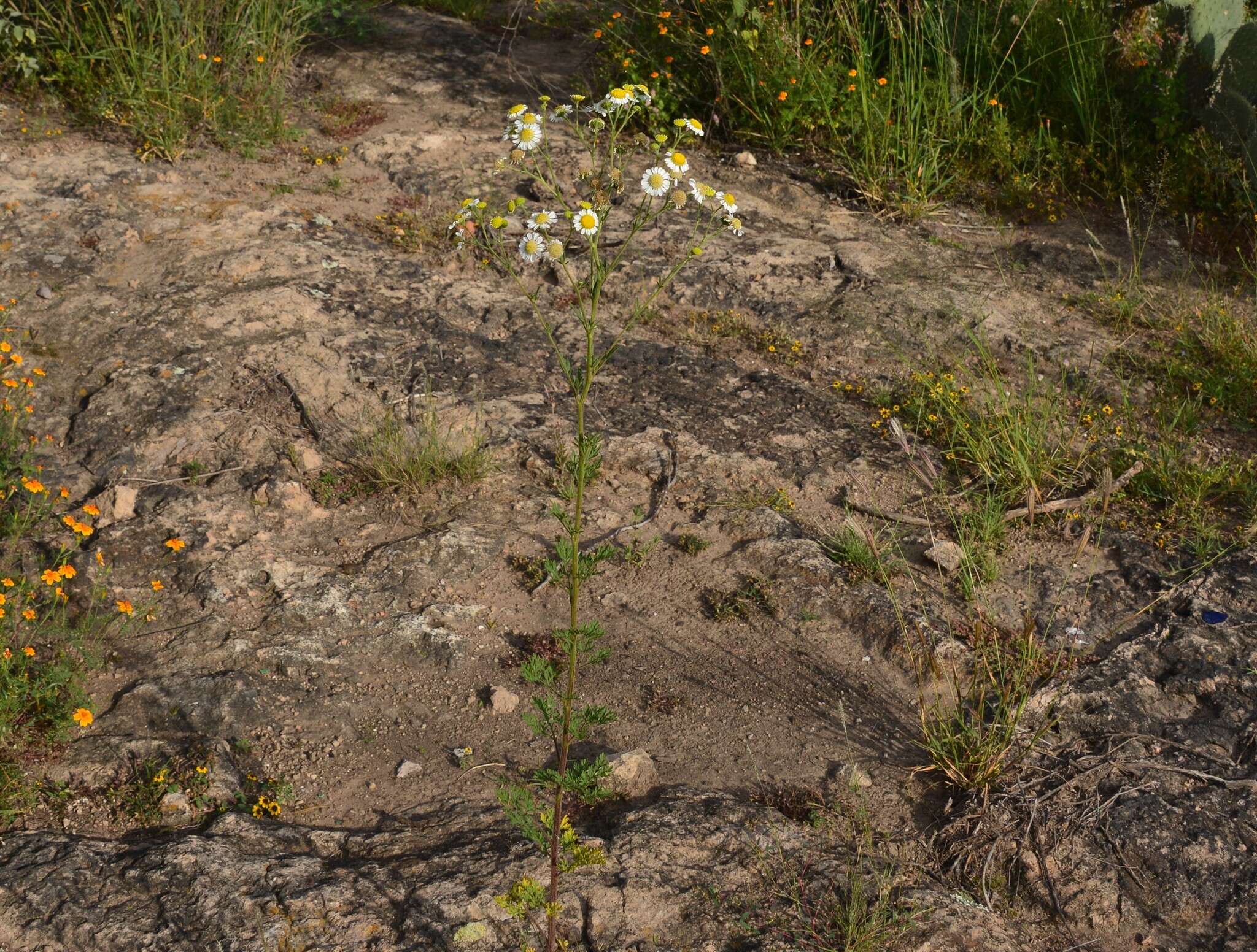 Plancia ëd Hymenothrix glandulopubescens (Waterf.) B. G. Baldwin