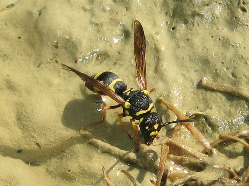 Image of Parodontodynerus ephippium (Klug 1817)