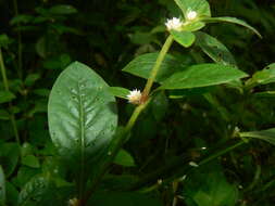 صورة Alternanthera ficoidea (L.) R. Br.