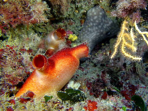 Image of red sea-squirt