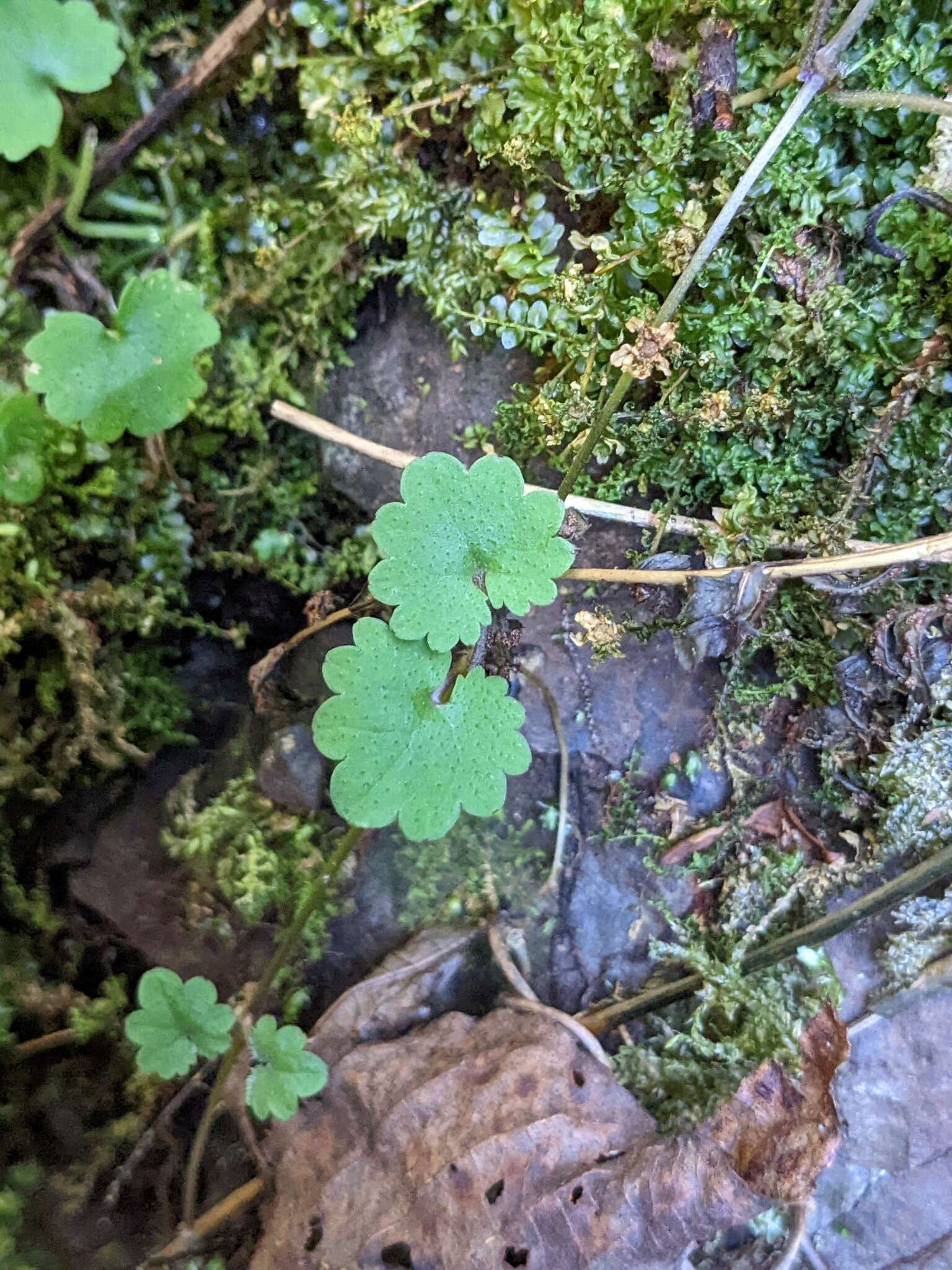 Image of Suzukia shikikunensis Kudô