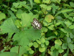 Image of Common Pierrot