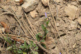 Imagem de Polygala venulosa Sm.