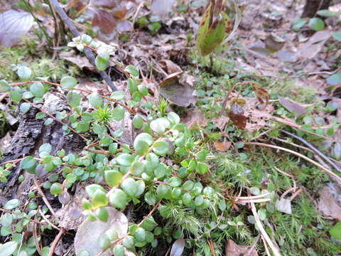 Image of creeping snowberry