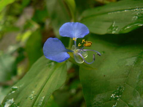 صورة Commelina forskaolii Vahl