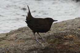 Image of Brown Dipper