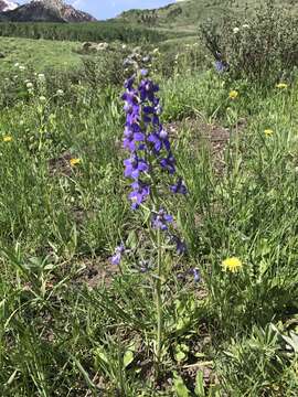 Image of twolobe larkspur