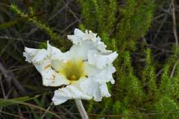 Image of Mandevilla longiflora (Desf.) Pichon