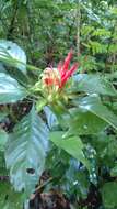 Image of Aphelandra wendtii T. F. Daniel