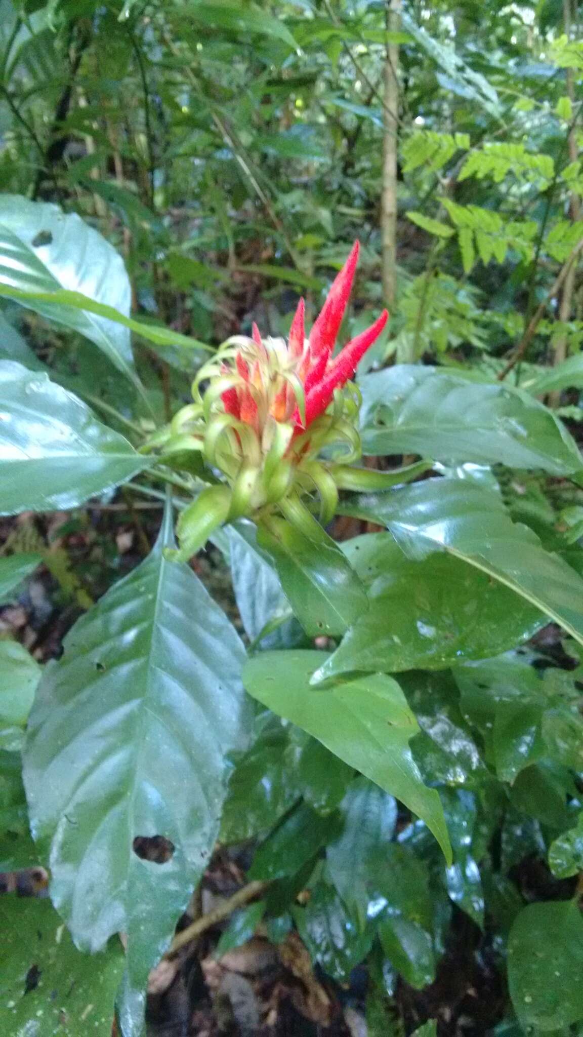 Image of Aphelandra wendtii T. F. Daniel