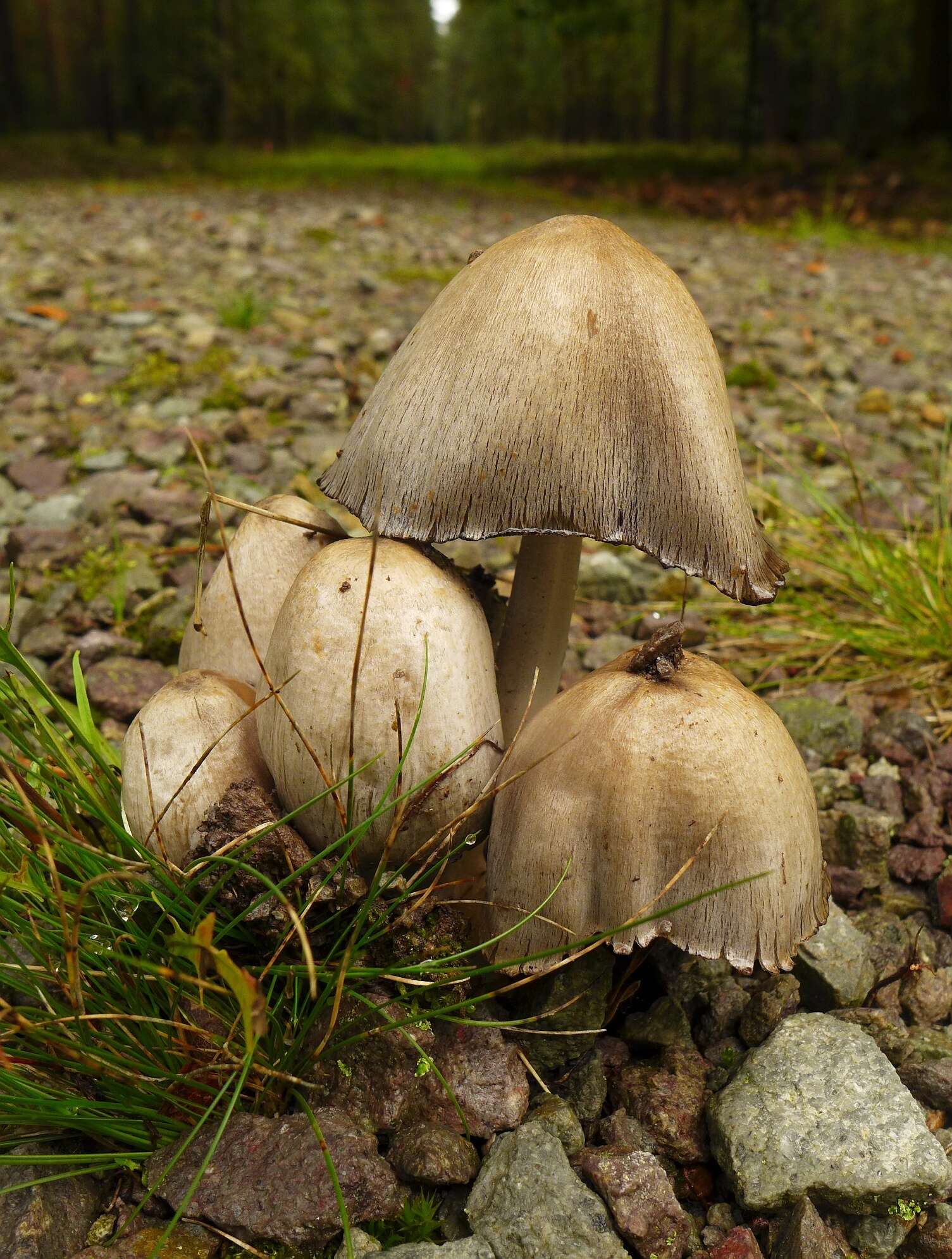 Coprinopsis atramentaria (Bull.) Redhead, Vilgalys & Moncalvo 2001 resmi