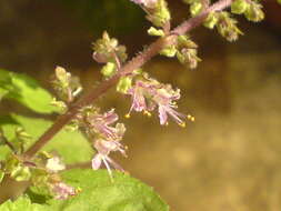 Image of holy basil