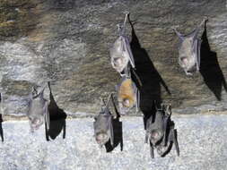 Image of Hipposideros speoris (Schneider ex Schreber 1800)