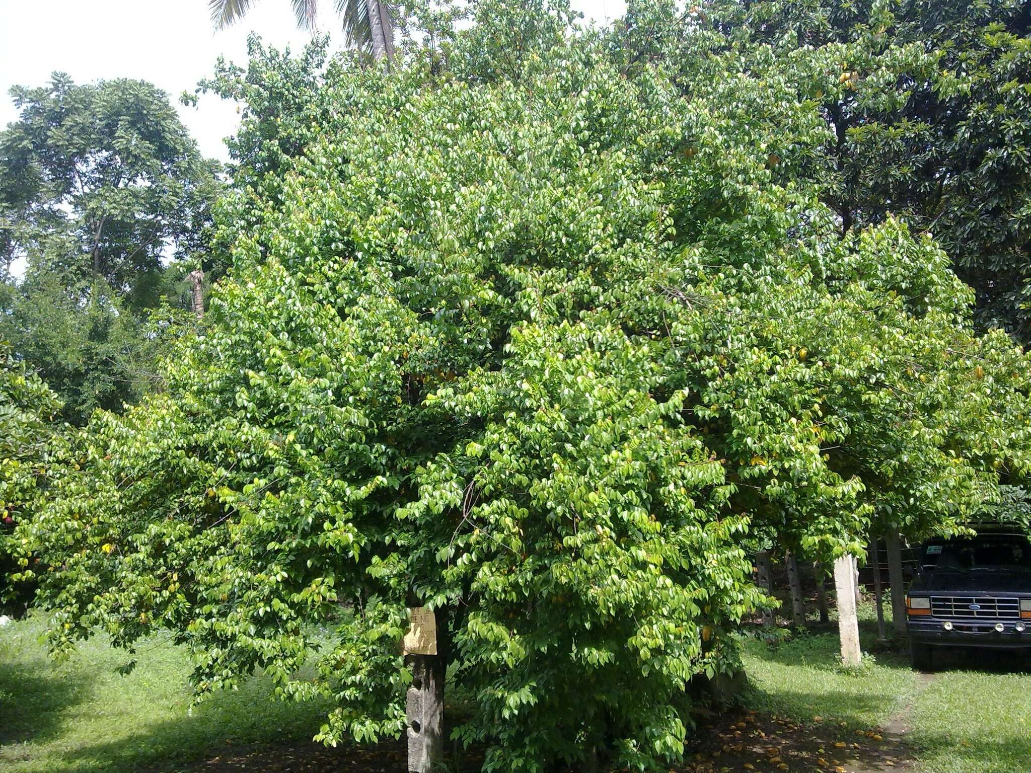 Image of carambola