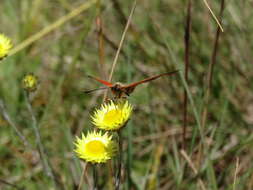 Image de Acraea anacreon Trimen 1868