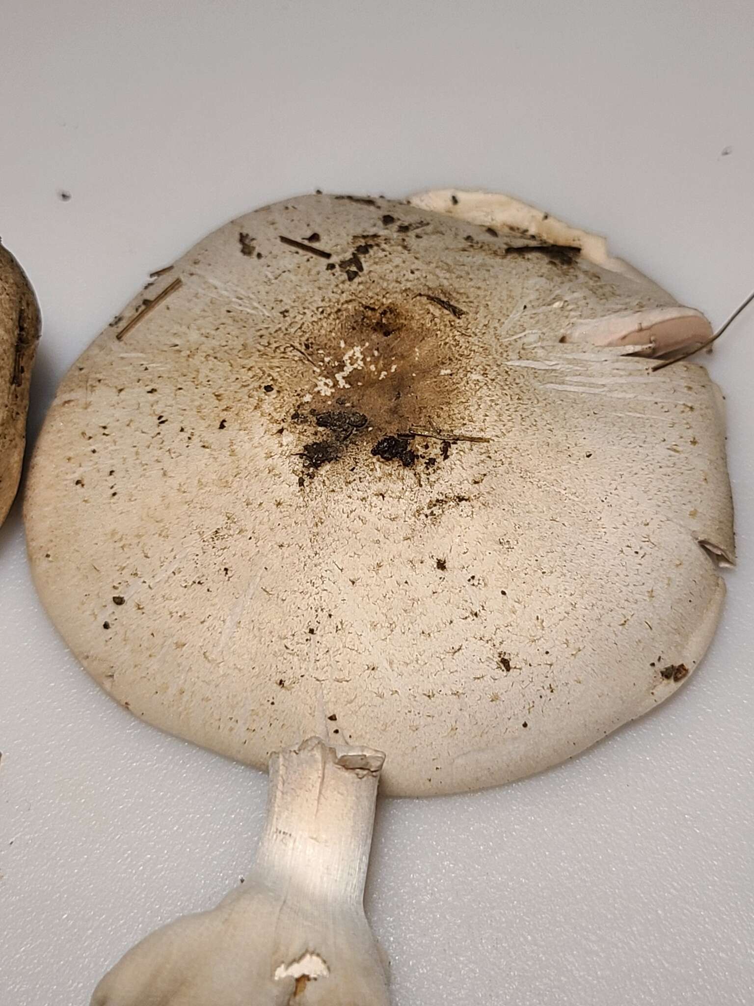 Image of Eastern Flat-topped Agaricus