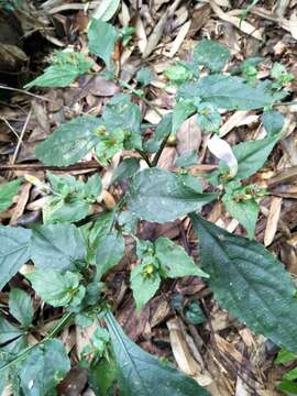 Image of Strobilanthes flexicaulis Hayata