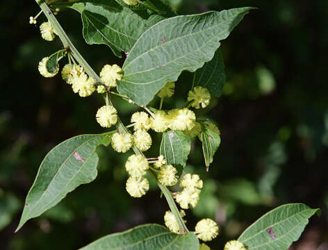 Image of Acacia urophylla Benth.