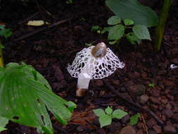 Image of Bridal veil stinkhorn