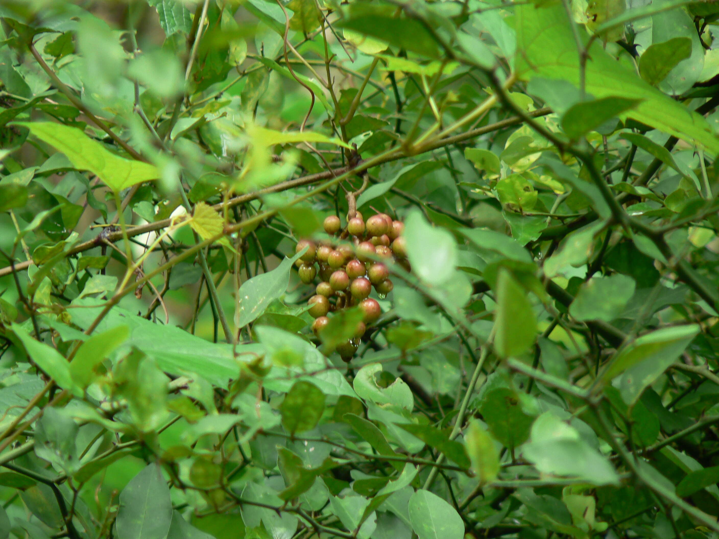 Image of Ampelocissus latifolia (Roxb.) Planch.