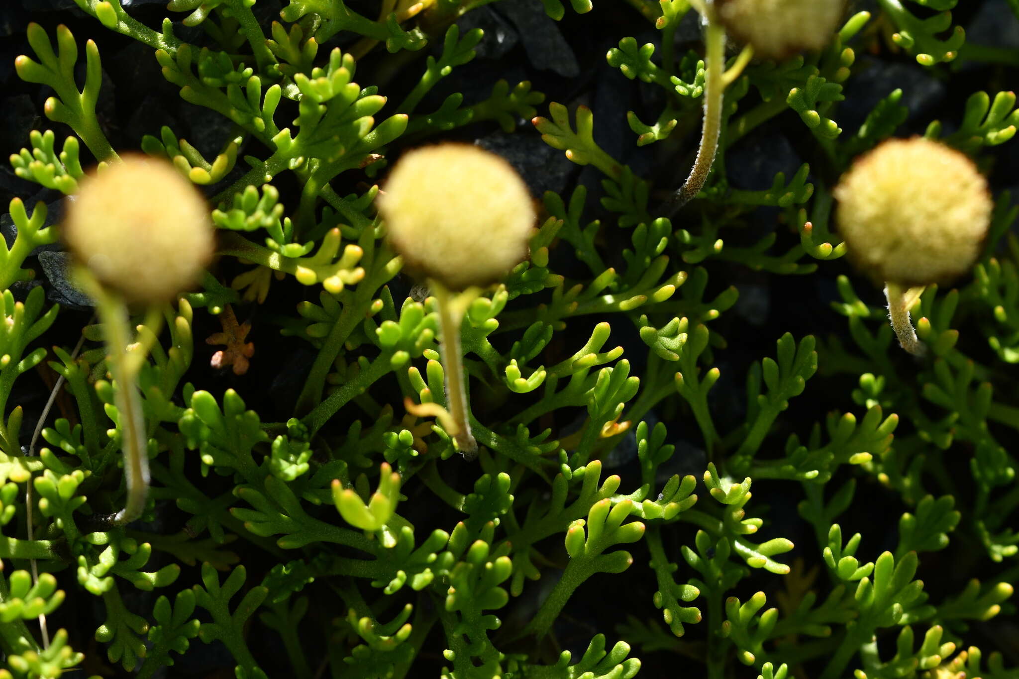 Plancia ëd Leptinella pyrethrifolia (Hook. fil.) D. G. Lloyd & C. J. Webb