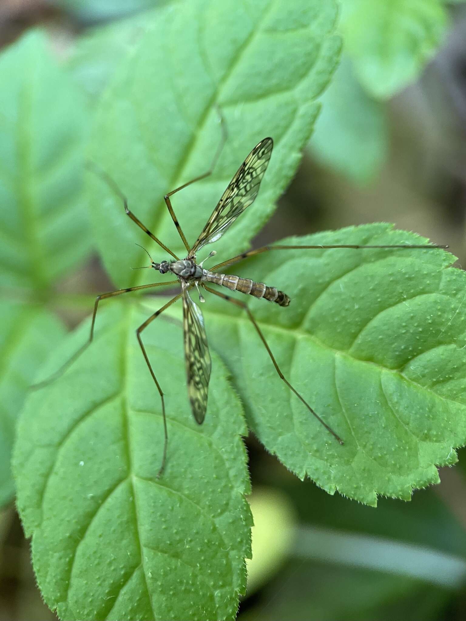 Imagem de Epiphragma (Epiphragma) ocellare (Linnaeus 1760)