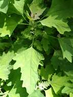 Image of Chenopodium ucrainicum