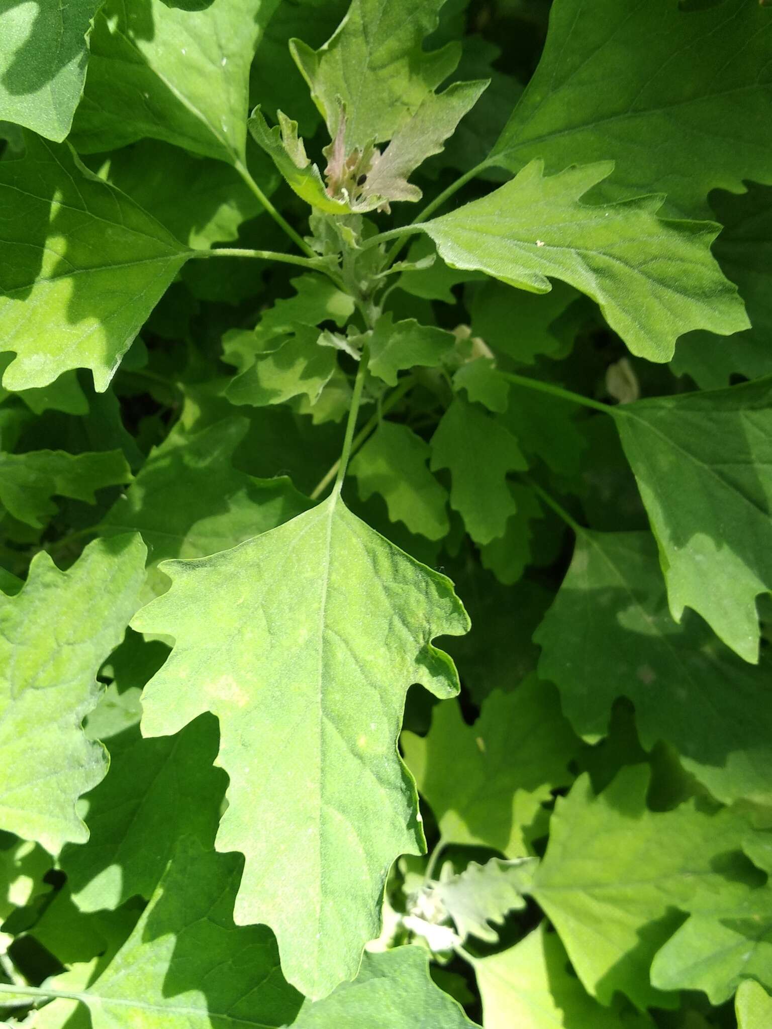 Image de Chenopodium ucrainicum