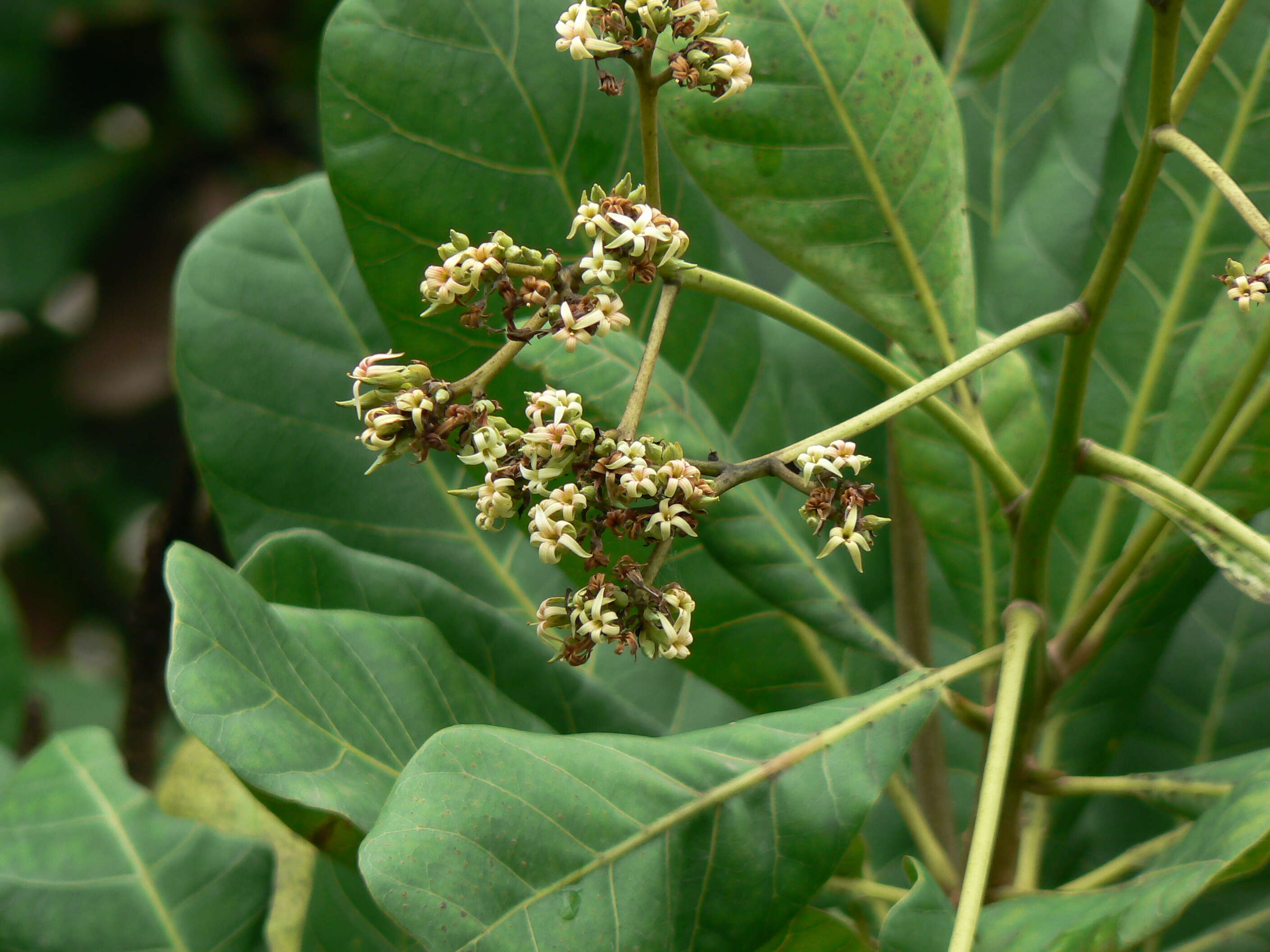 Image of cashew