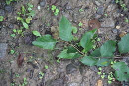 Image of Betula dauurica