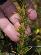 Image of Calceolaria linearis Ruiz & Pav.