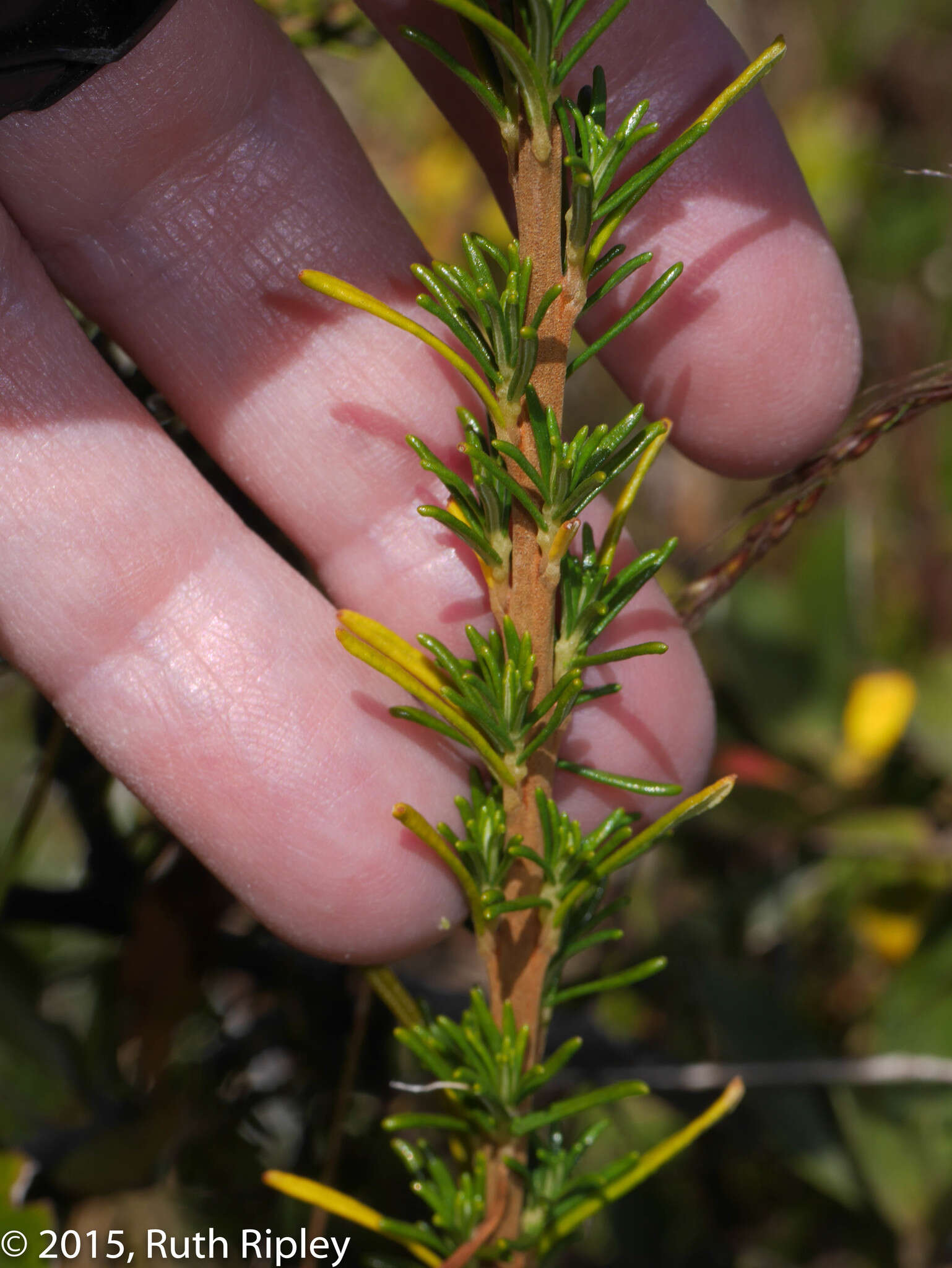 Image of Calceolaria linearis Ruiz & Pav.