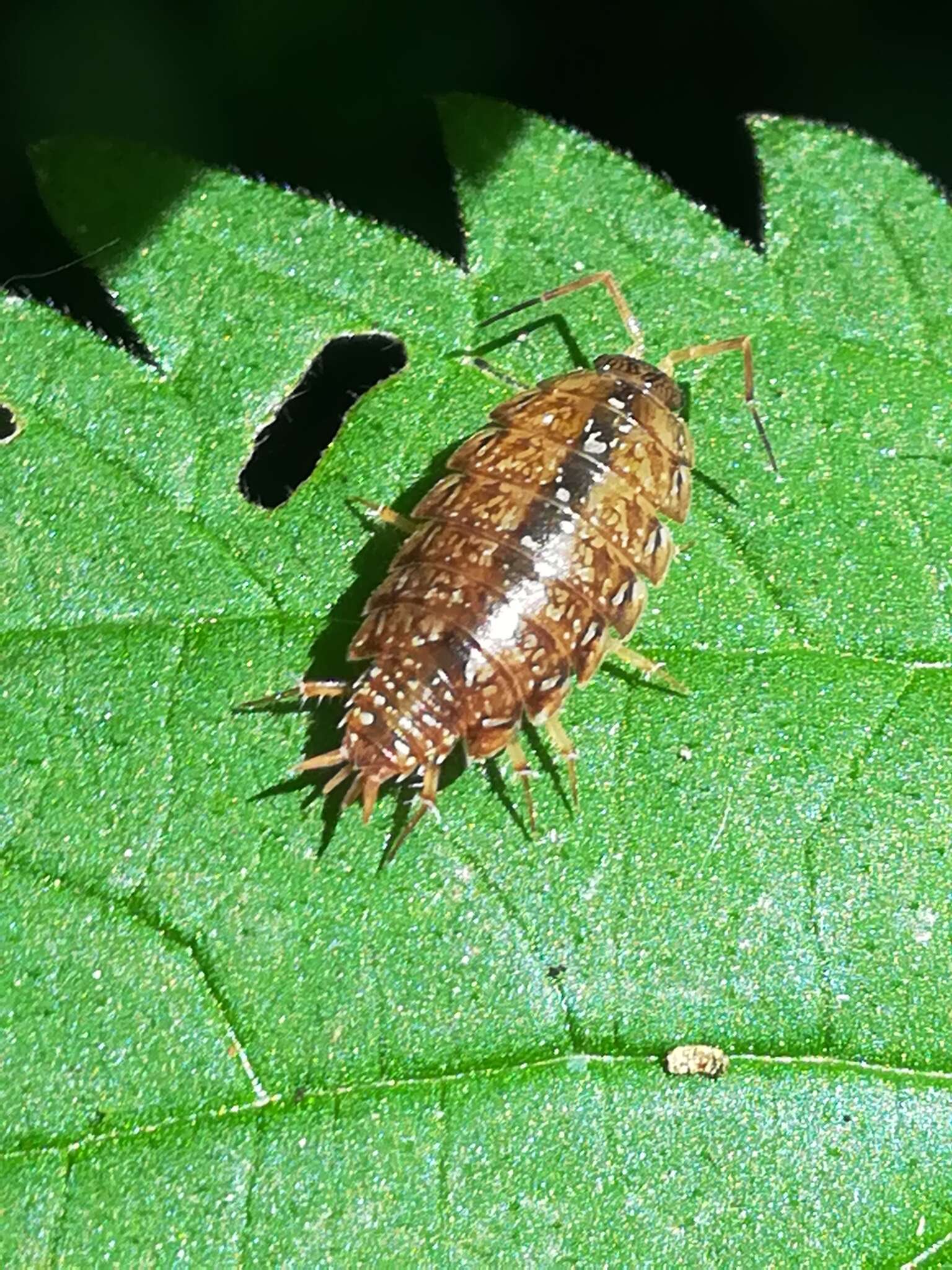 Image of Philoscia affinis Verhoeff 1908