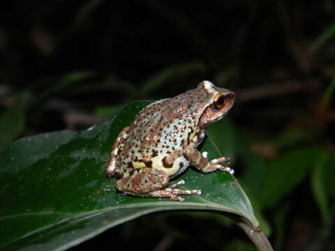 Image of Koadaikanal Bush Frog