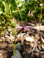 Image of Layne's monkeyflower