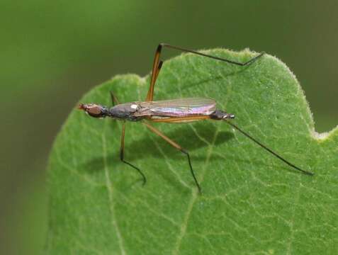 Micropeza bisetosa Coquillett 1902 resmi