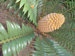 Image of Natal Cycad