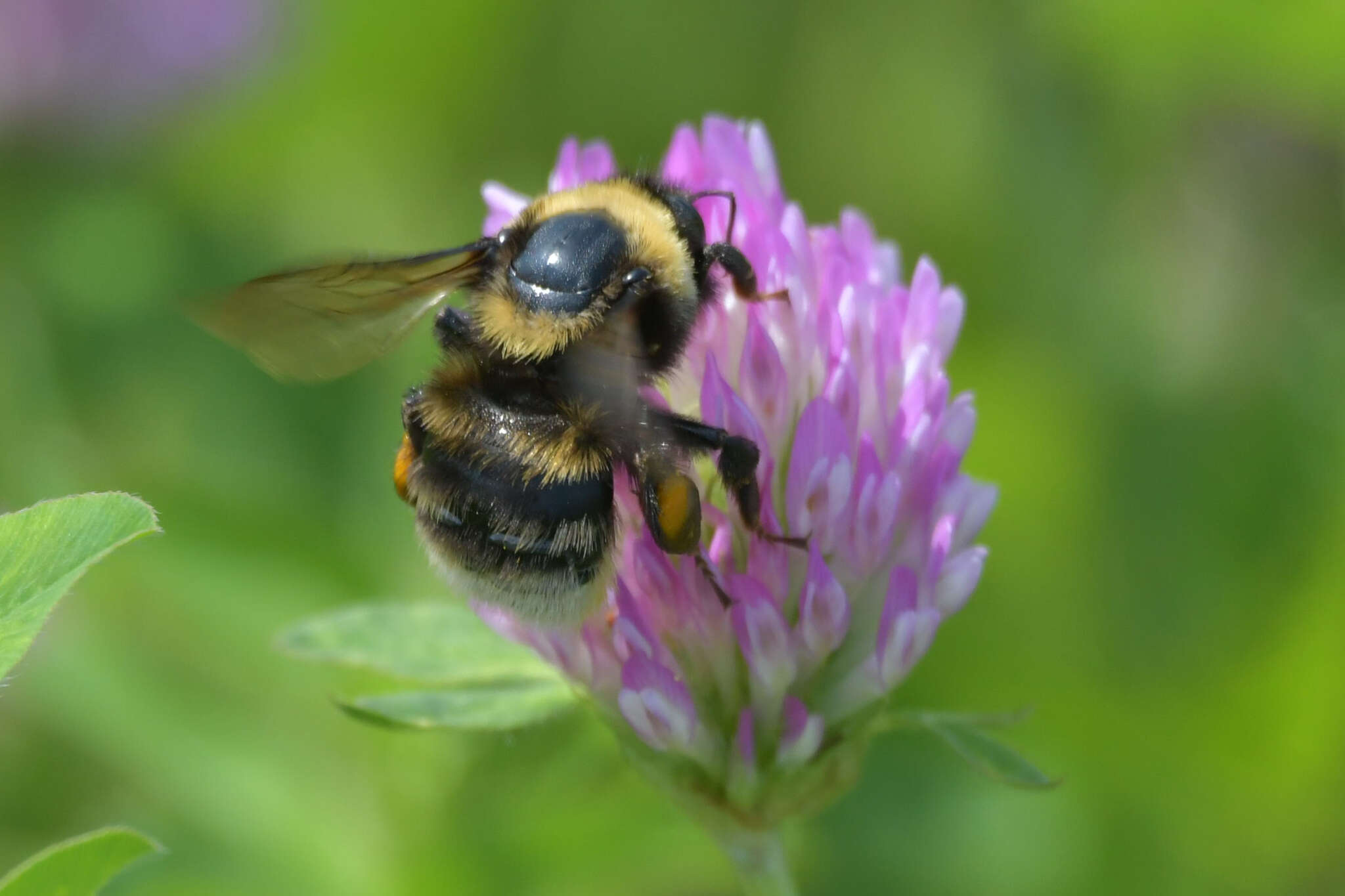 Image of short-haired bumblebee