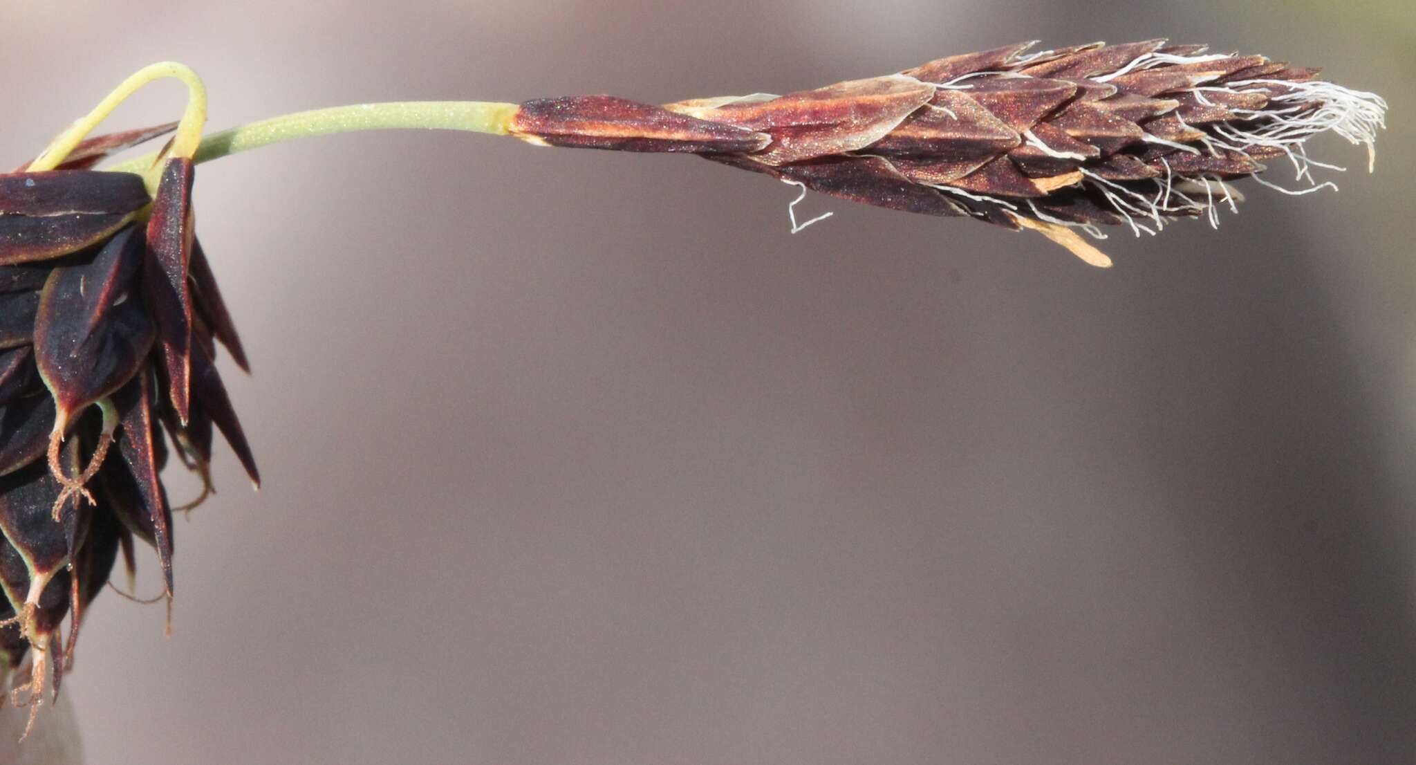 Image of darkbrown sedge