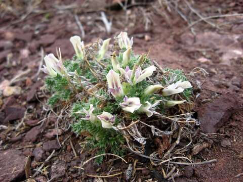 Image of Oxytropis includens Basil.