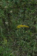 Image of gray goldenrod