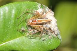 Image of Oxyopes macilentus L. Koch 1878