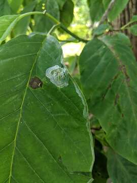 Image of Phyllocnistis magnoliella Forbes 1923