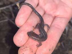 Image of Blacksburg Salamander