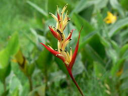 Image of parakeetflower