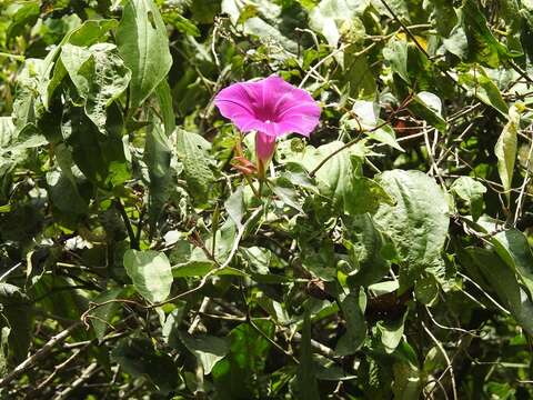 Ipomoea bernoulliana Peter resmi