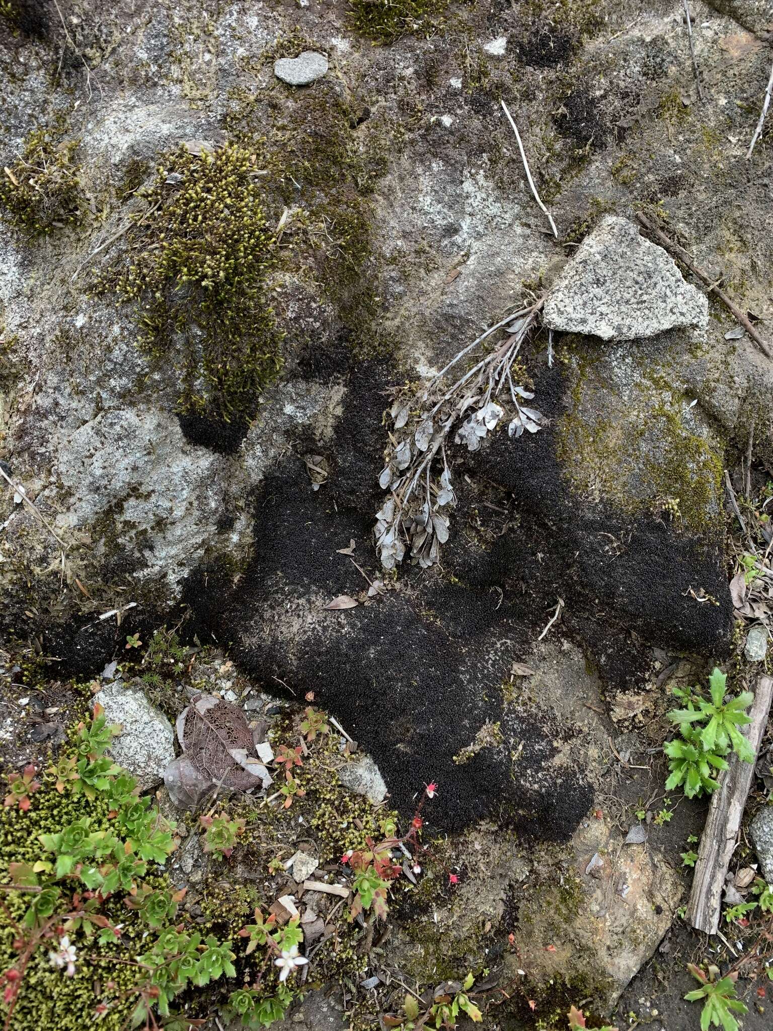 Imagem de Marsupella sphacelata (Giesecke ex Lindenb.) Dumort.