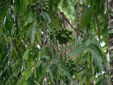 Image of Monoon longifolium